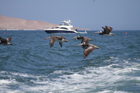 Reserva Nacional Paracas ©Alex Bryce